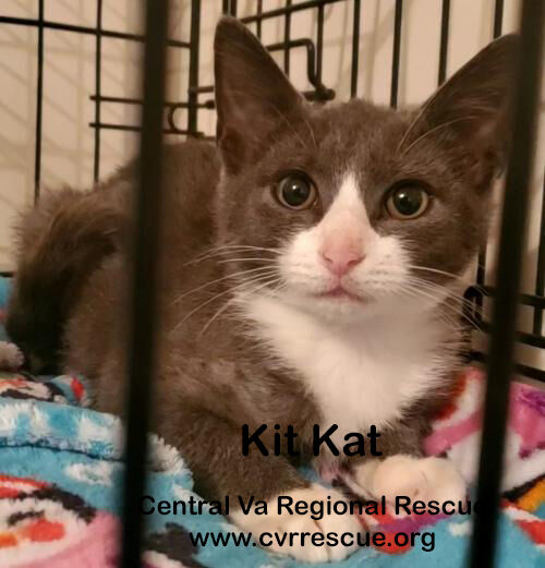Kit Kat